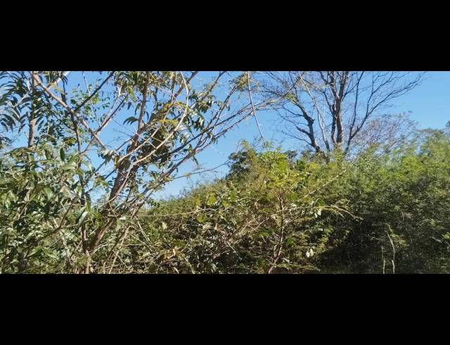 FARM FOR SALE IN TSWINGA